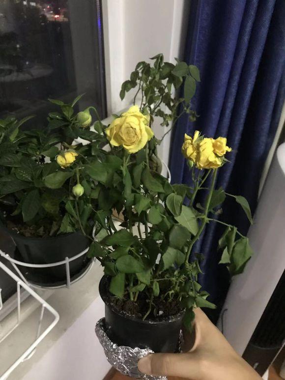 玫瑰花蔫了最快补救的方法,玫瑰花叶子下垂发蔫怎么回事