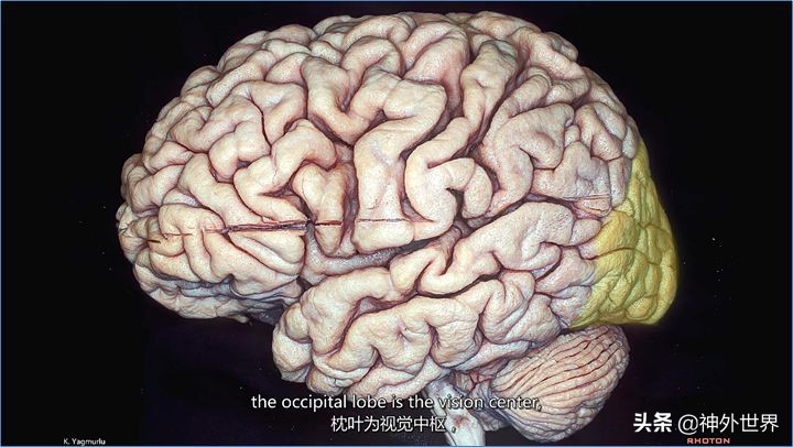 大脑皮质的功能定位总结,基础心理学神经系统的结构及功能