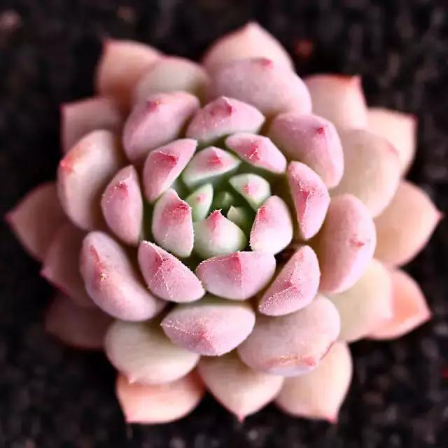 多肉早安图片大全,多肉大全100图