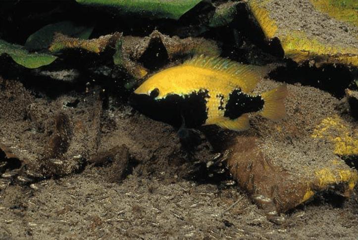 南美慈鲷,慈鲷有黑色的吗