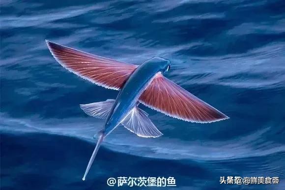 32种经典寿司做法视频,寿司常用的鱼