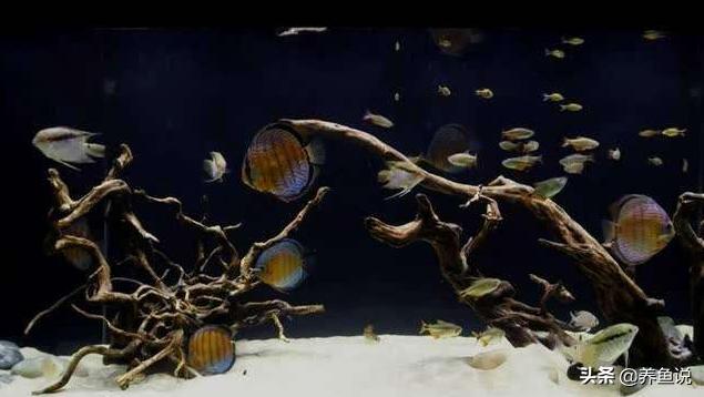 鱼缸水质浑浊别着急换水，这两件事做到位，过几天水会慢慢变清澈