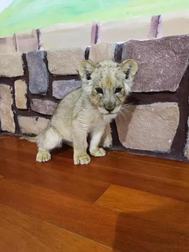 在上海迪士尼怎么玩比较快呢,在上海迪士尼玩一整天