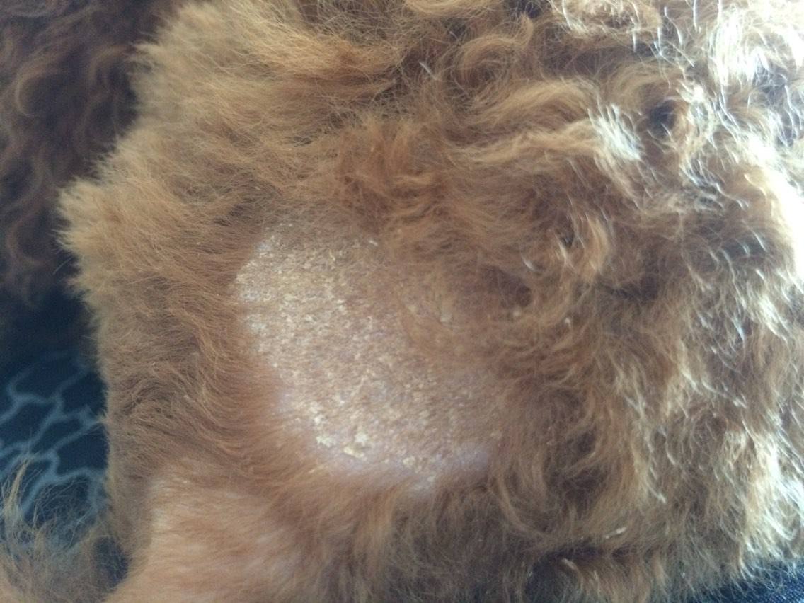 狗狗身上的皮屑应该怎么去除,狗狗身上有虫子用什么洗