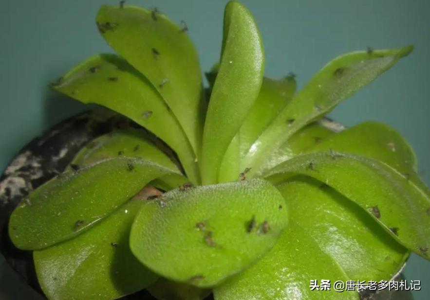 花盆里的小黑飞根除绝招,花盆小黑飞怎么消灭最彻底