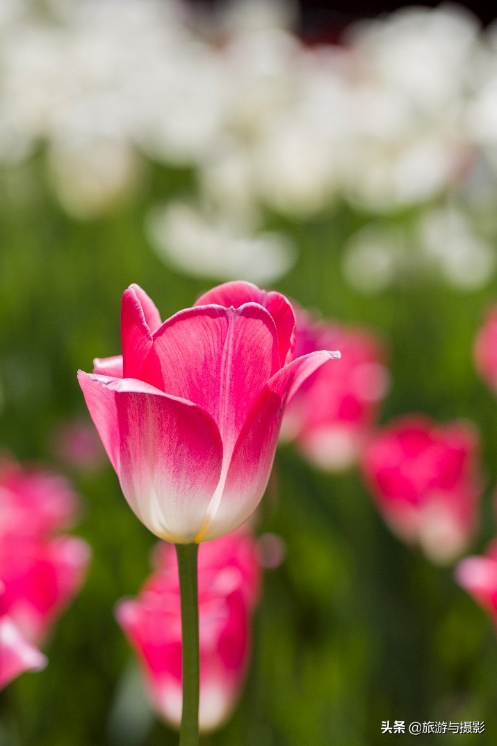 郁金香诗句经典五言,郁金香古诗词