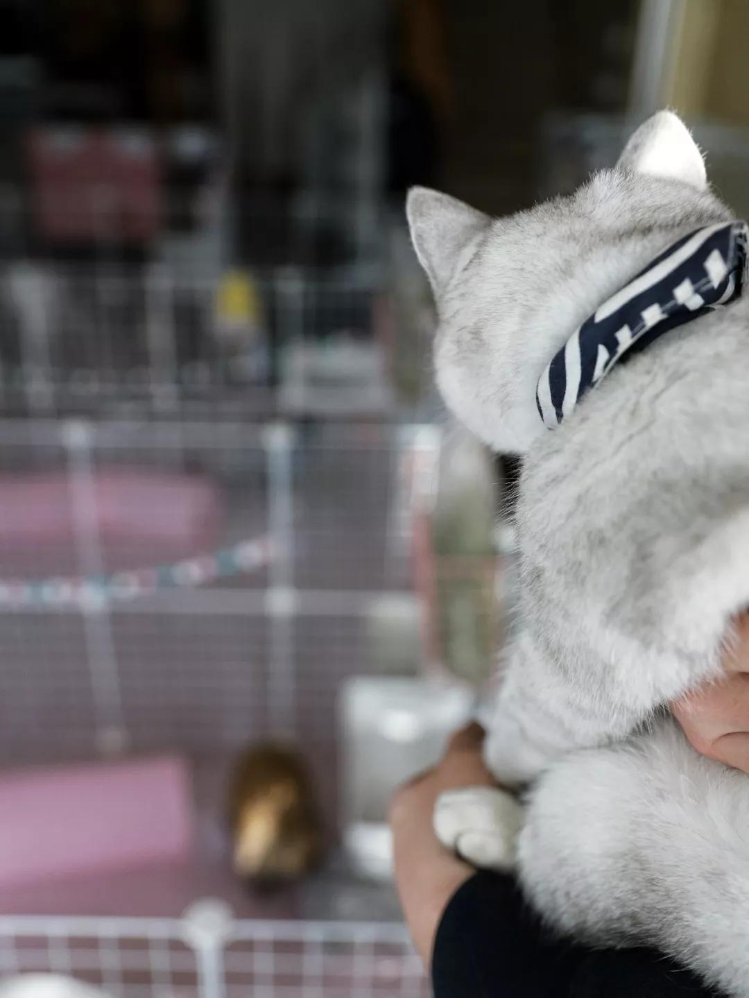 北京有没有撸猫的地方,福州撸兔兔的店