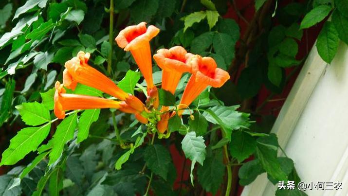 小红花移栽的方法,红花倒水莲种植