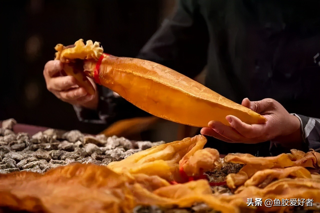 新手入门鱼胶,新手入手鱼胶哪种好