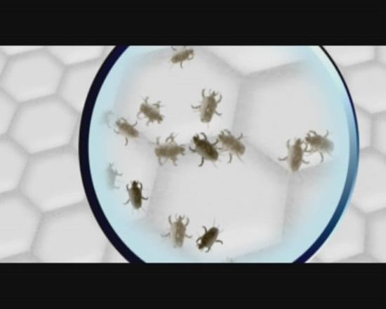 前胸后背长螨虫的原因和解决方法,胸前后背螨虫痘痘去除方法