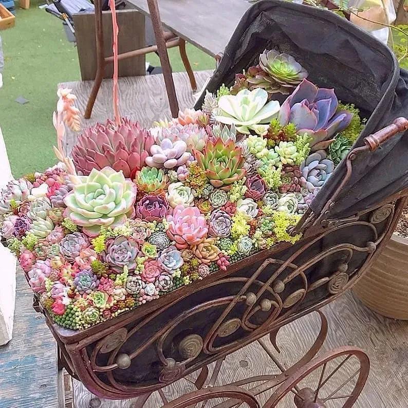 肉肉长根瘤怎么处理,肉肉养殖前的处理方法