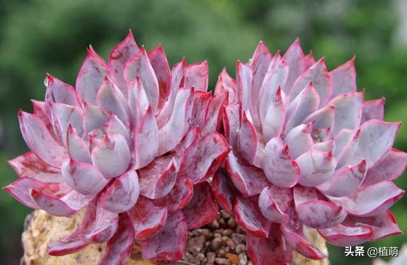 雨后的赫拉特别干净，颜值很赞，让多肉赫拉状态佳，无非做好6点