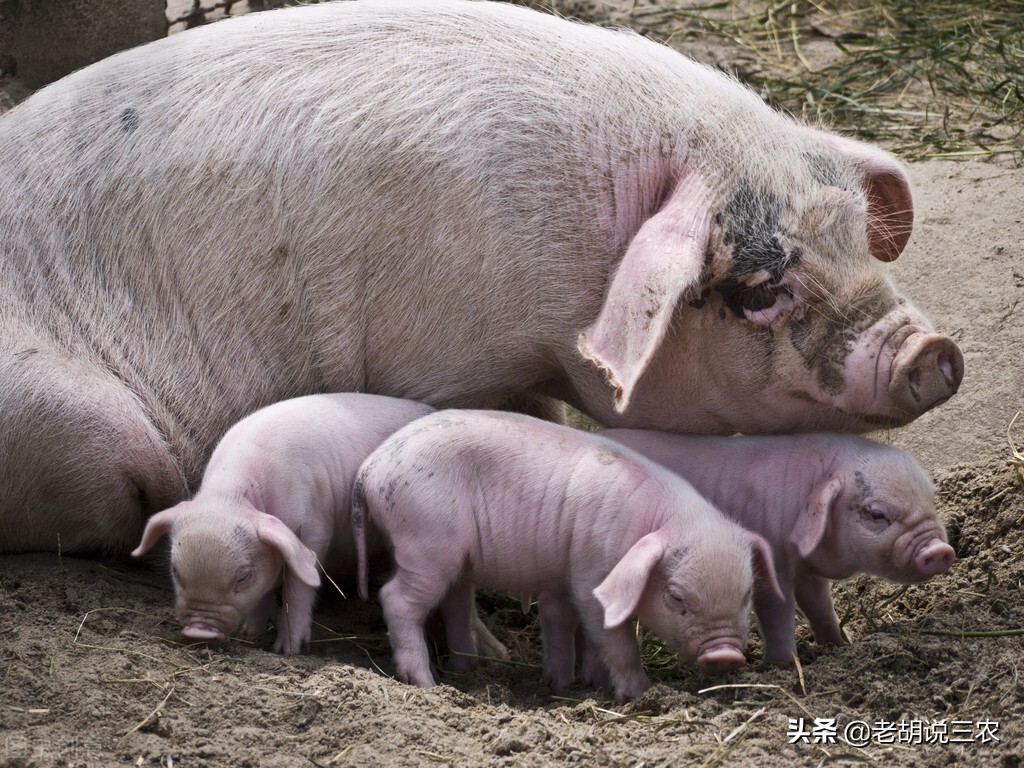 母猪产后瘫痪补钙还是起不来,母猪产后用什么药不用打针