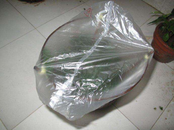 家里养花如何驱蚊,蚊香可以直接用来养花吗