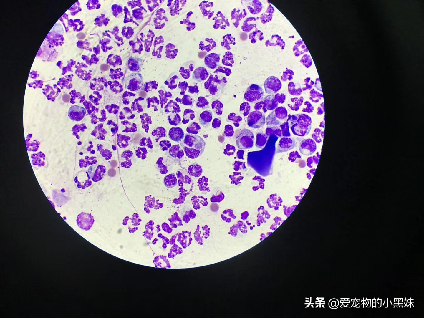 什么是无菌性脂膜炎,如何治疗犬无菌性脂膜炎,一篇文章告诉你