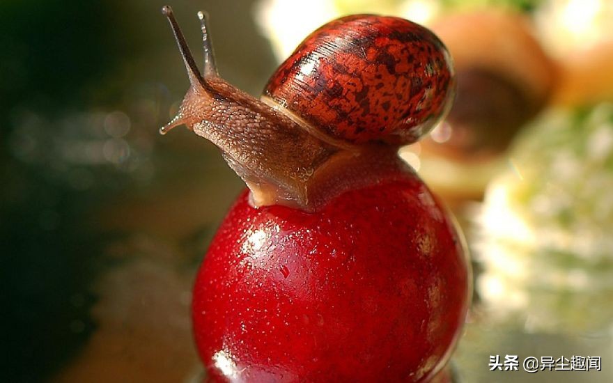 最漂亮的蜗牛图片,100幅蜗牛图片