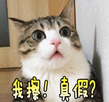 央视曝光真实骗局,央视曝光骗局揭秘