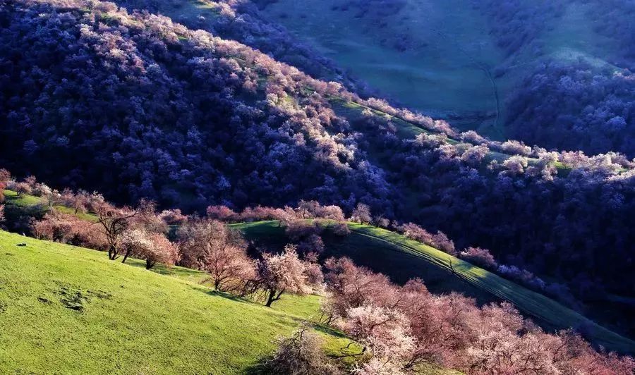 走马春季追花线|春漫*疆新**，牧笛声声中的杏花村