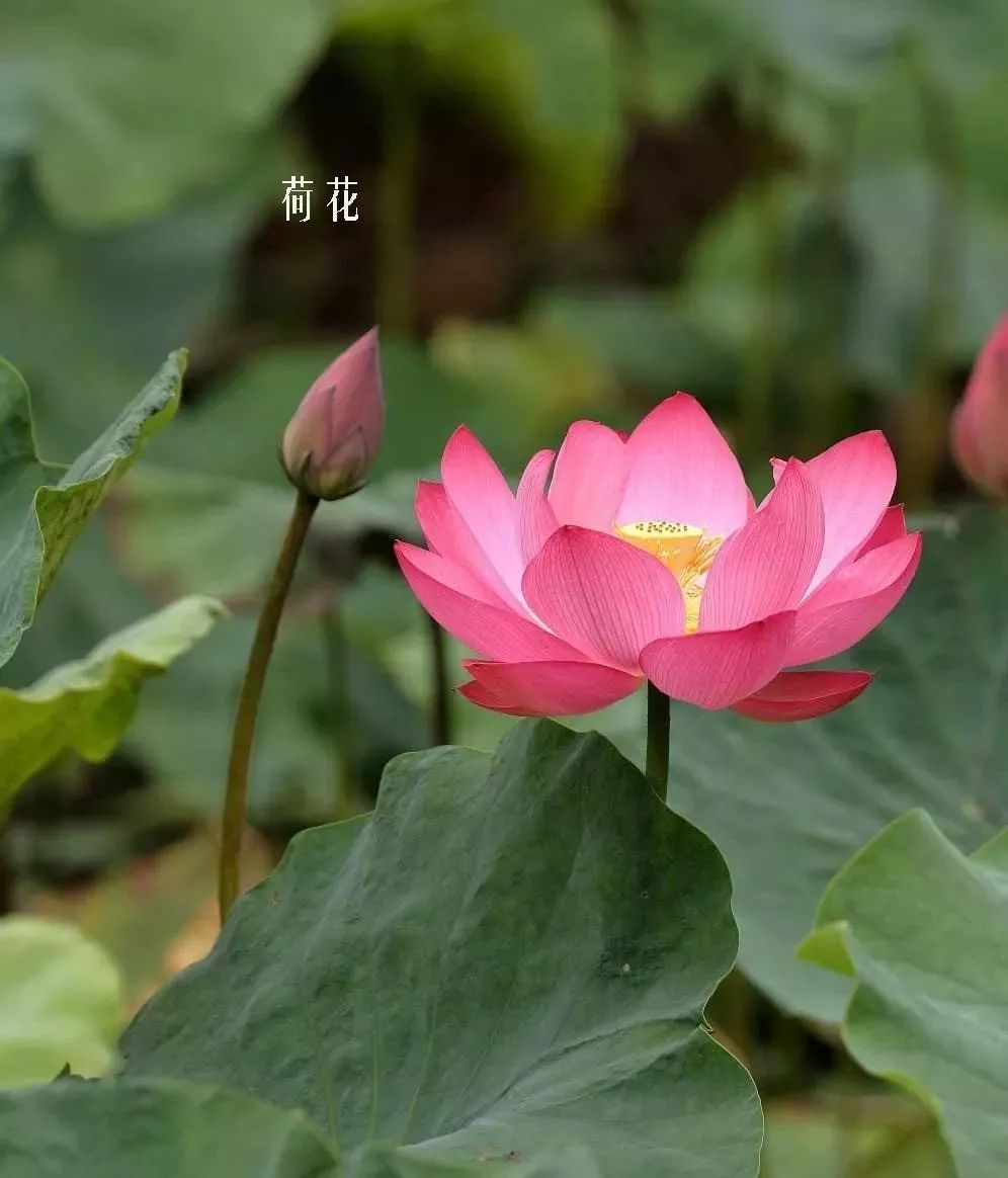 花店里同款的两种不同价格的花材,花店最容易被顾客误解的几种花材