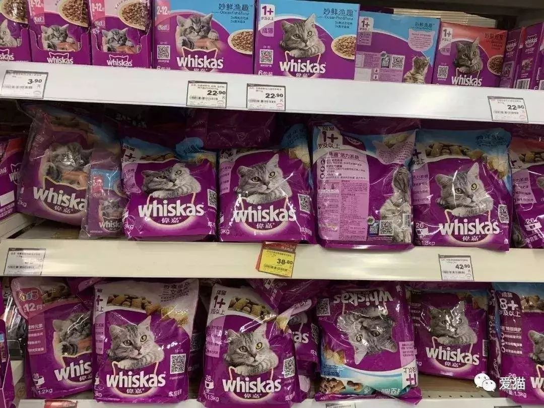 养猫花了1000万,两年时间养猫花了40万