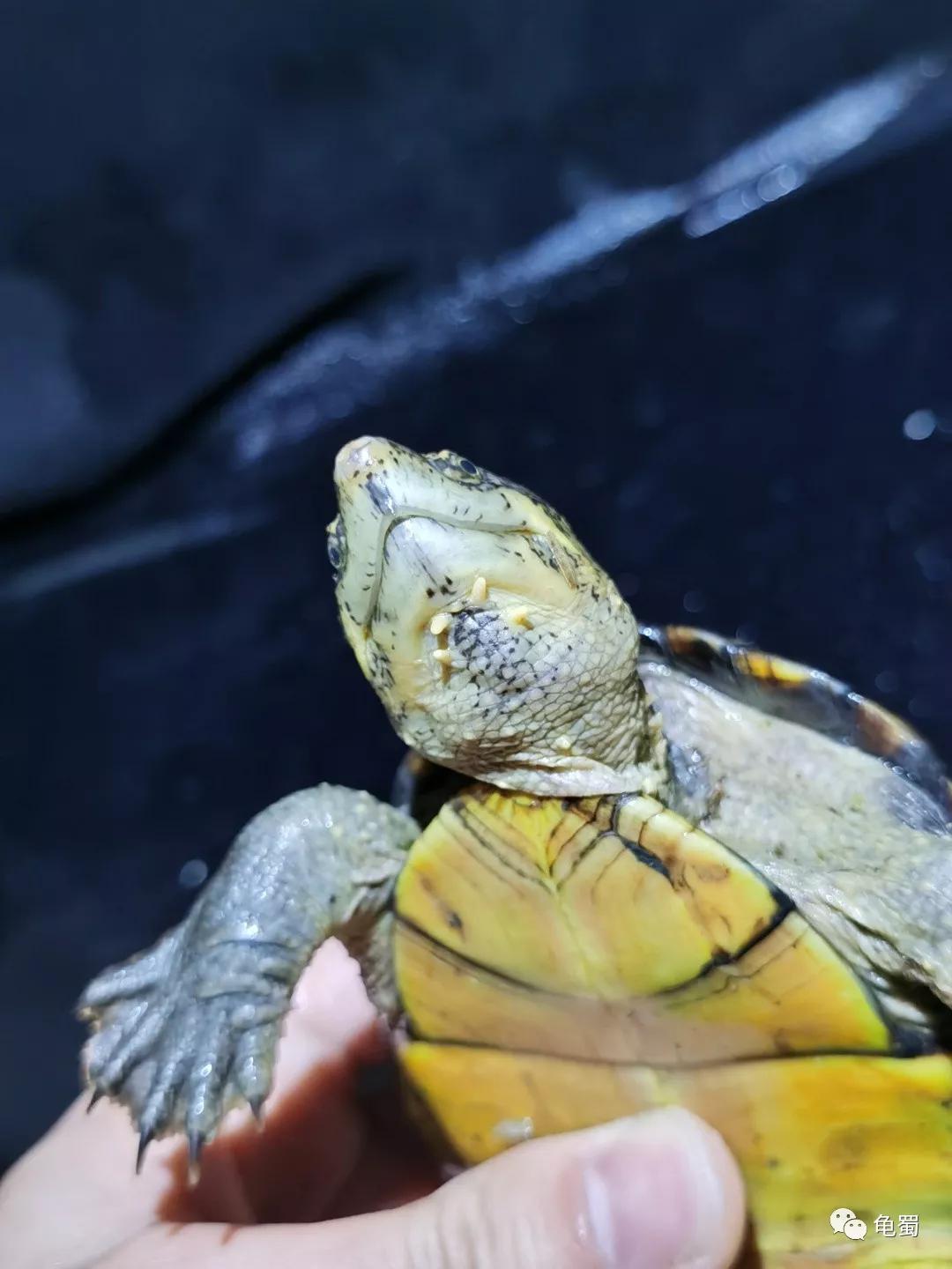 黄泽泥龟为什么冷门,泥龟冷门品种