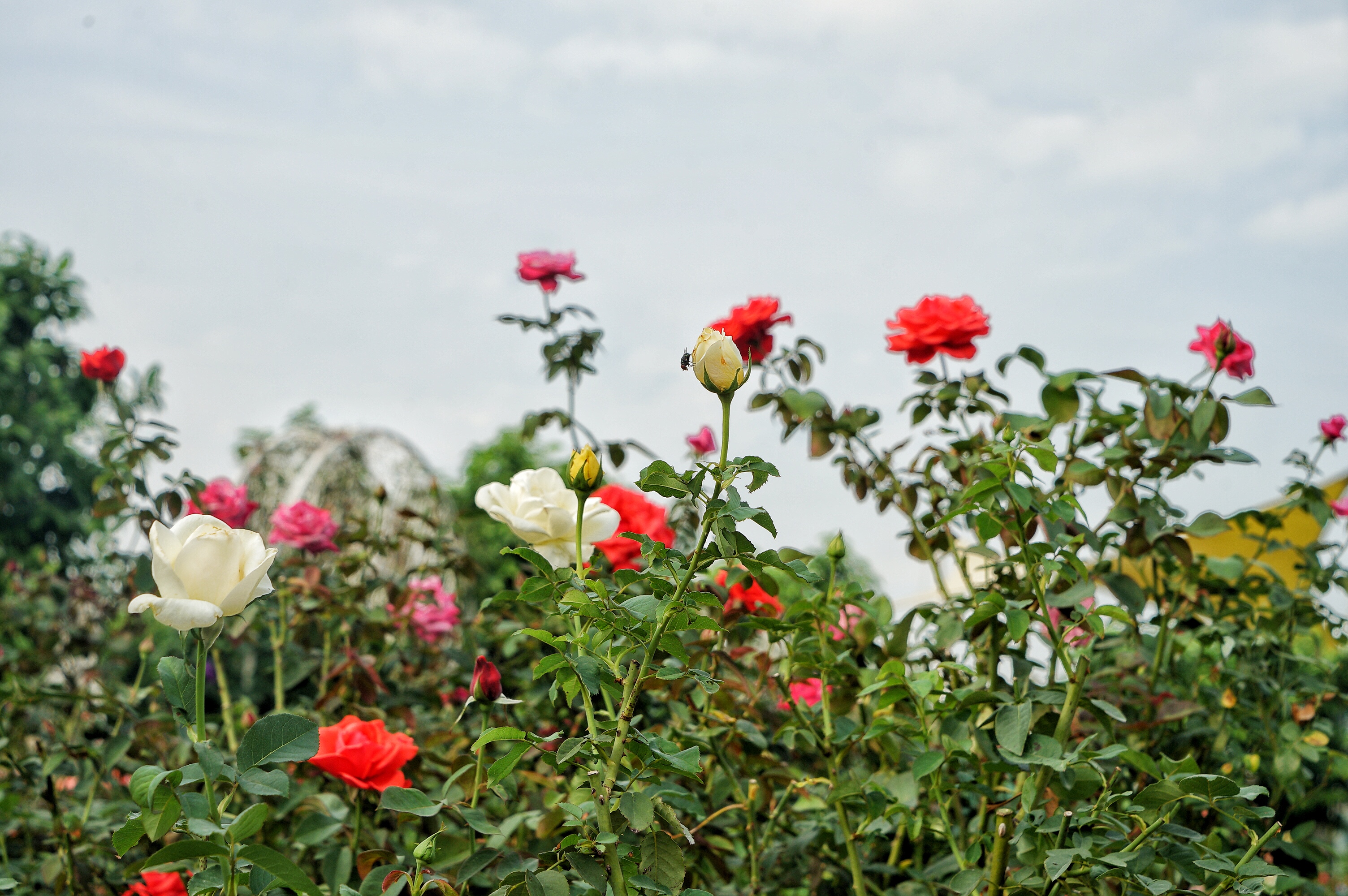 广州粉色浪漫花海,广东秋天粉色花海
