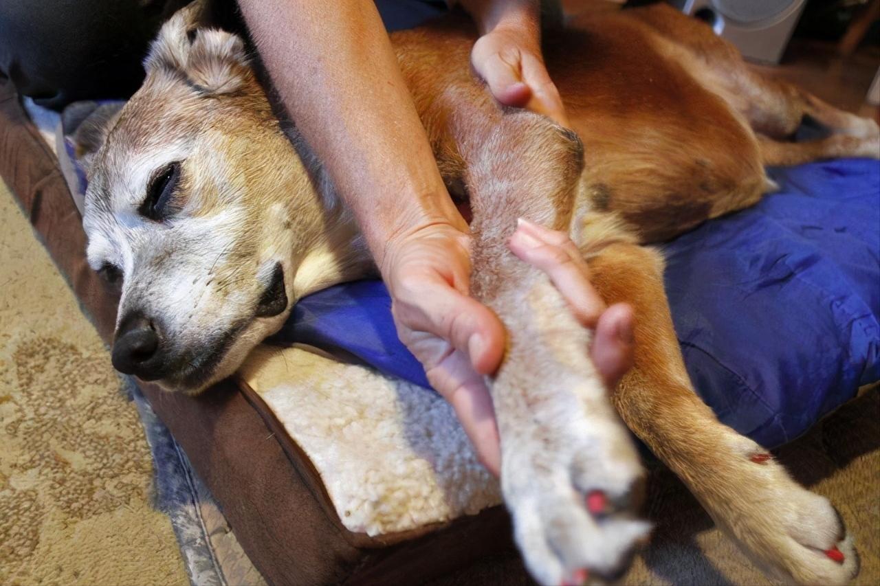 狗狗按摩方法：给狗狗来一套“马杀鸡”，让它更爱你