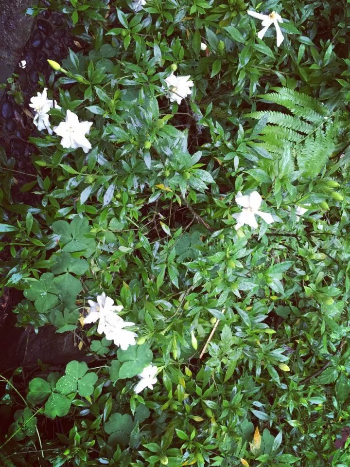 我的青春叫：武汉汉西一路农夫山泉袁隆平中学