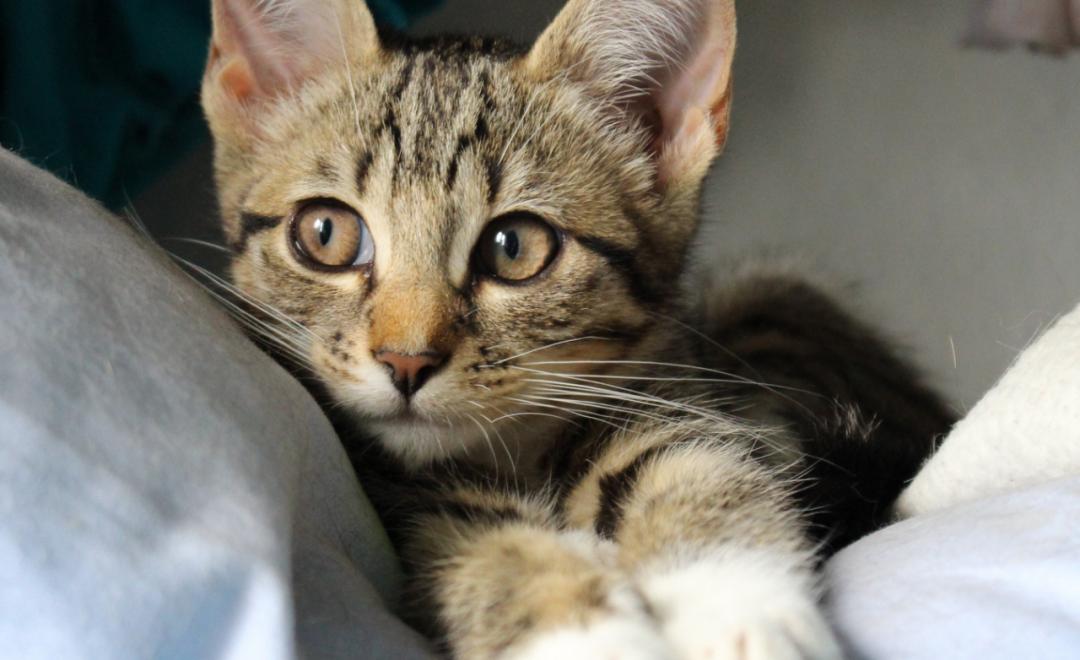 猫咪结膜炎眼球颜色有变化了,猫咪异瞳生病后眼睛变色