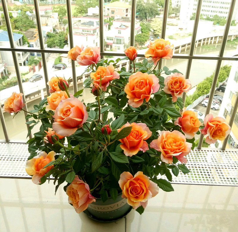 艾帕索月季和朱丽叶哪个值得买,和室月季和艾帕索月季哪个好养