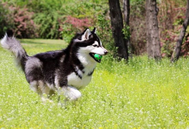 狗狗懒到这三件事都不做,狗狗总是有这些行为说明它想你了