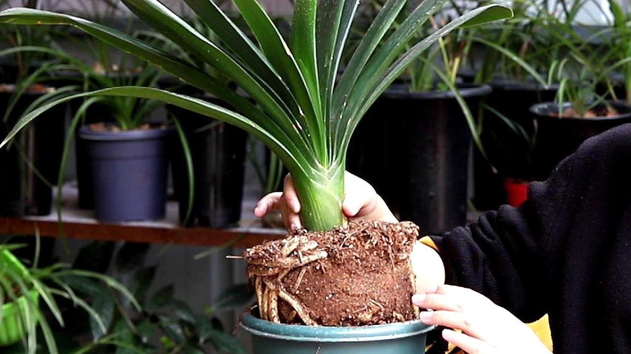 君子兰换盆最好是春季还是秋季,给君子兰换盆是春天好还是秋天好