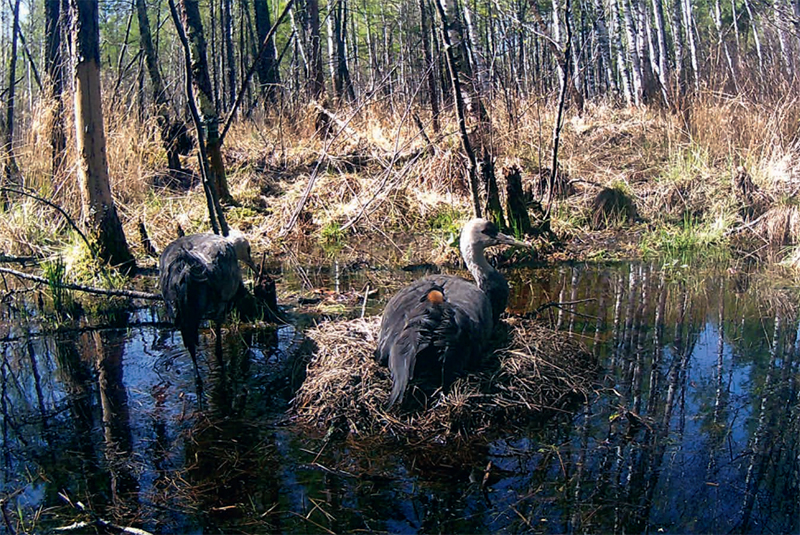 林草知识普及,林草科普讲解