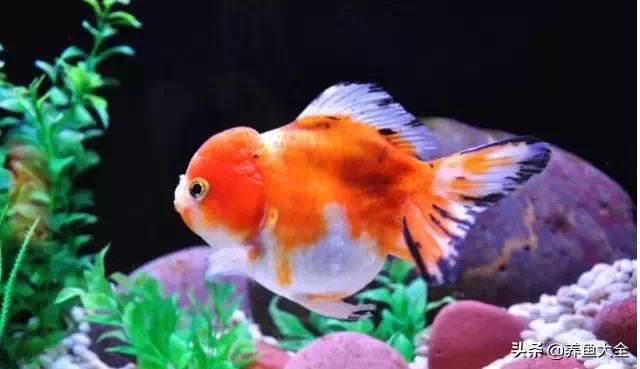 罕见最漂亮的金鱼图片,漂亮的金鱼图片大全