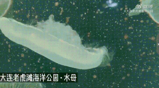 海滩再现绝美荧光海宛如蓝色星河,成都荧光海滩