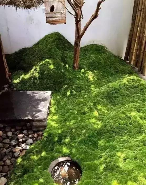 禅意庭院一定要用苔藓吗,禅意苔藓微景观制作视频