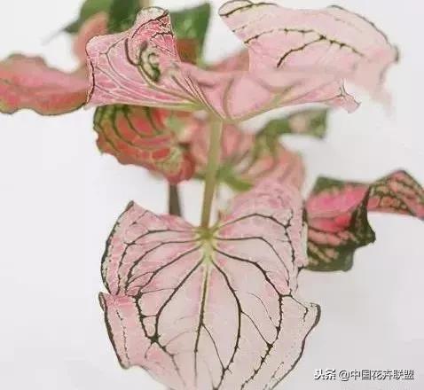 打翻了调色盘的花,打翻了调色盘的美景