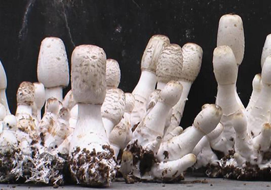 双孢菇容易感染杂菌吗,双孢菇病害有哪些