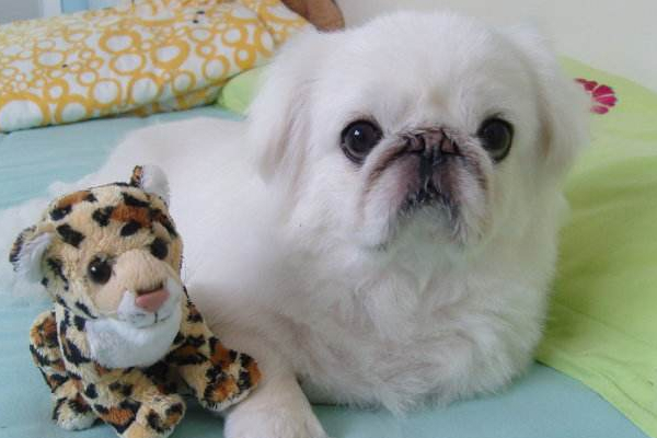 小狗狗感冒了，需要及时用药，一般10天之内可以痊愈！