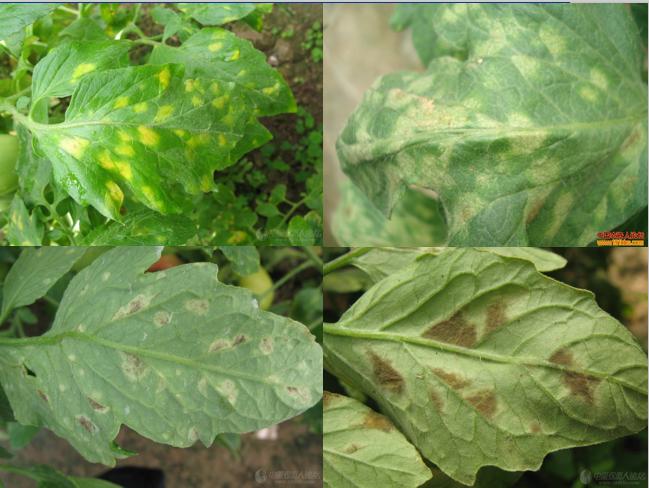 西红柿转色慢怎么解决,西红柿转色的最佳温度