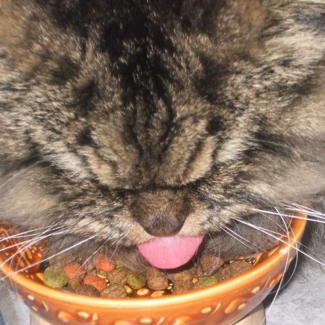 养猫最重要的营养素,猫平时要准备些什么营养素