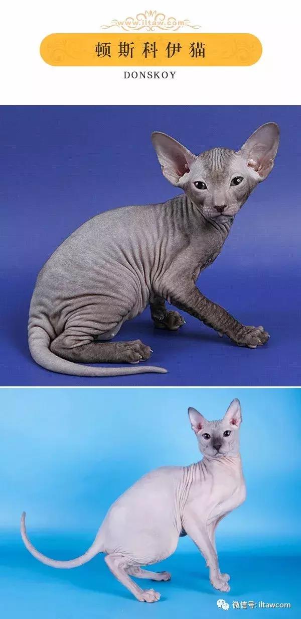 搜猫咪各种图片,世界猫咪图录