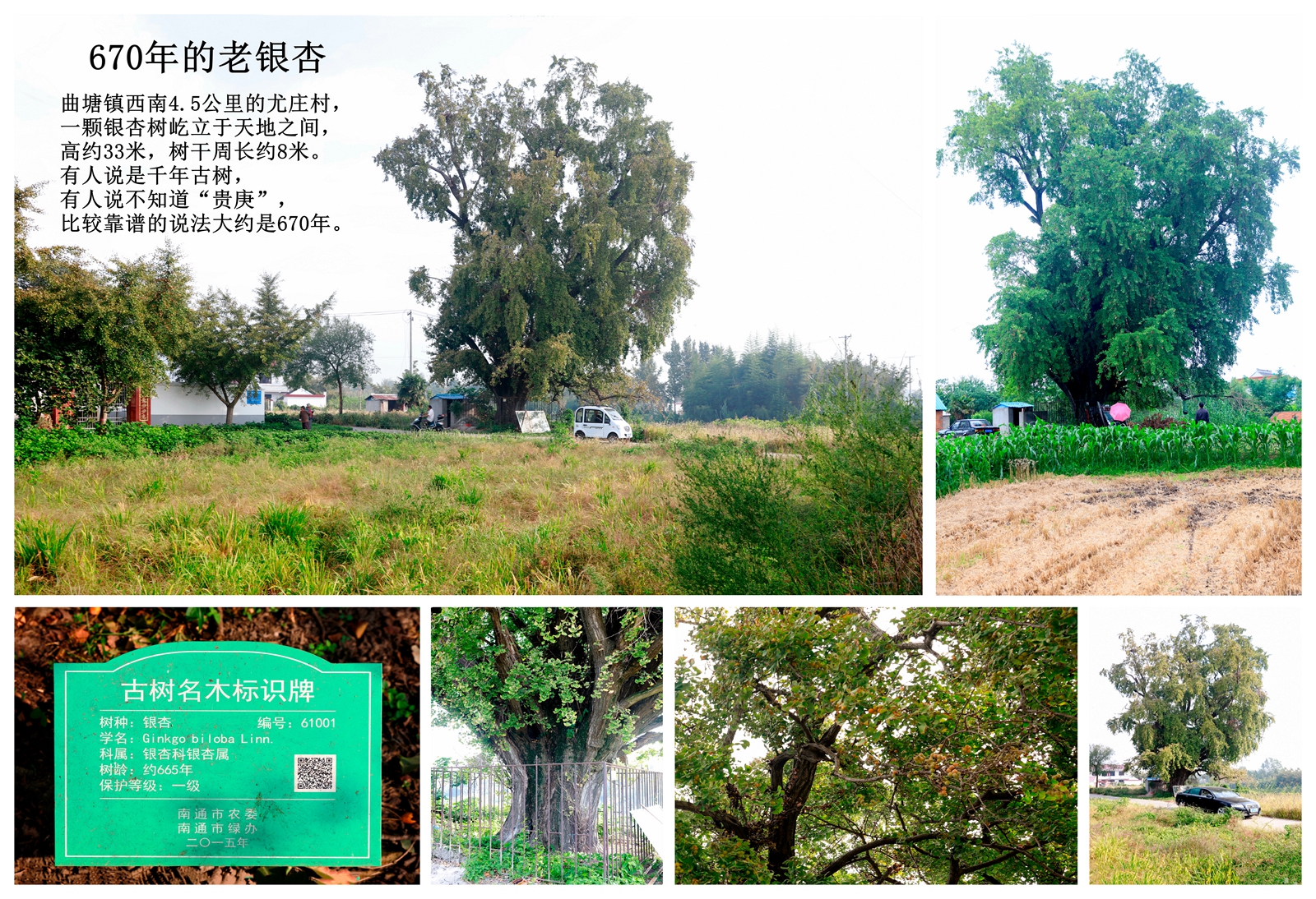 海安市曲塘,江苏海安市曲塘