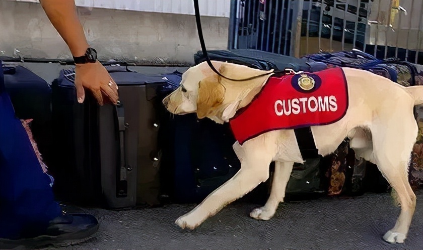 留学生过海关不能带什么,留学生回国海关行李怎么办