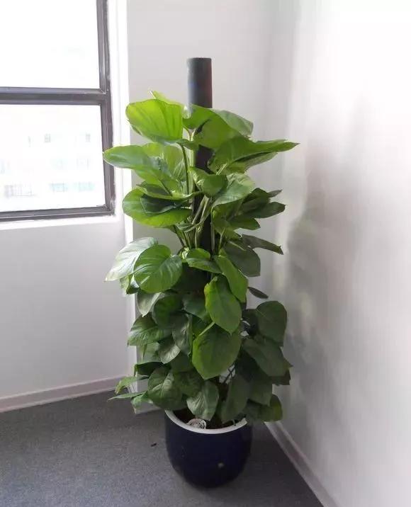 绿萝养护技巧和注意事项,绿萝的叶子怎么养护才能又肥又大