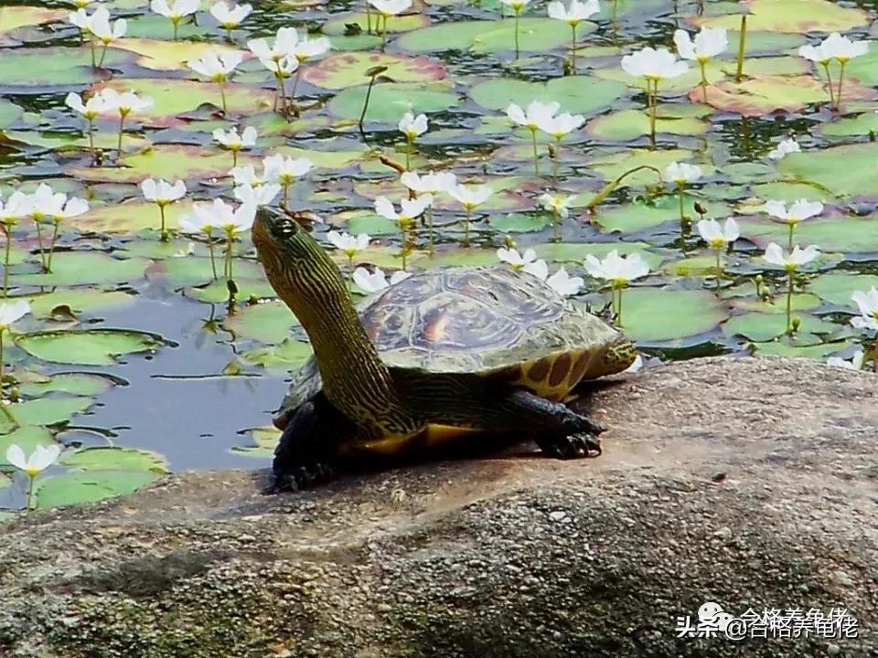 晒太阳的龟,晒太阳晒太阳