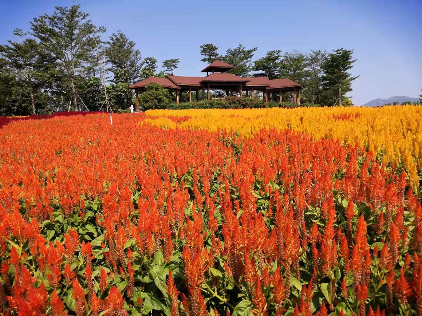 中国平安还能涨上去吗,中国平安还能买吗