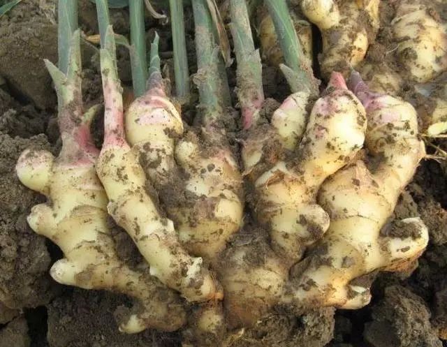 盆里种的姜不拔出来过冬会烂掉吗,盆栽生姜生长多长时间能收获