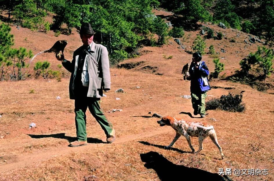 纳西鹰猎的视频,纳西鹰猎精彩视频