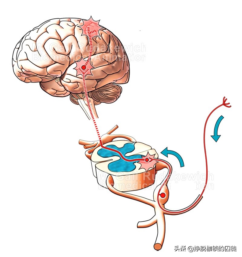 看到别人伤口疼自己也会感觉痛,看见别人疼自己也会疼是怎么回事